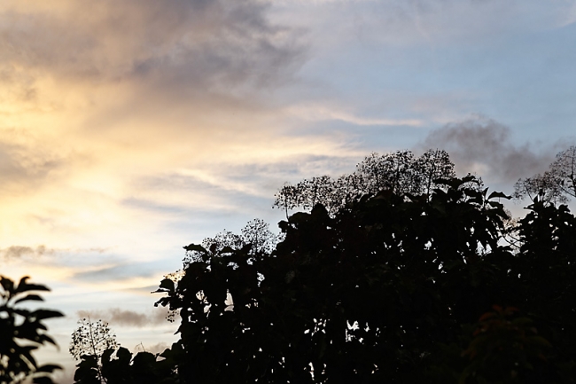 Kandy-Botanical garden-102